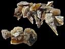 desert rose0002.JPG